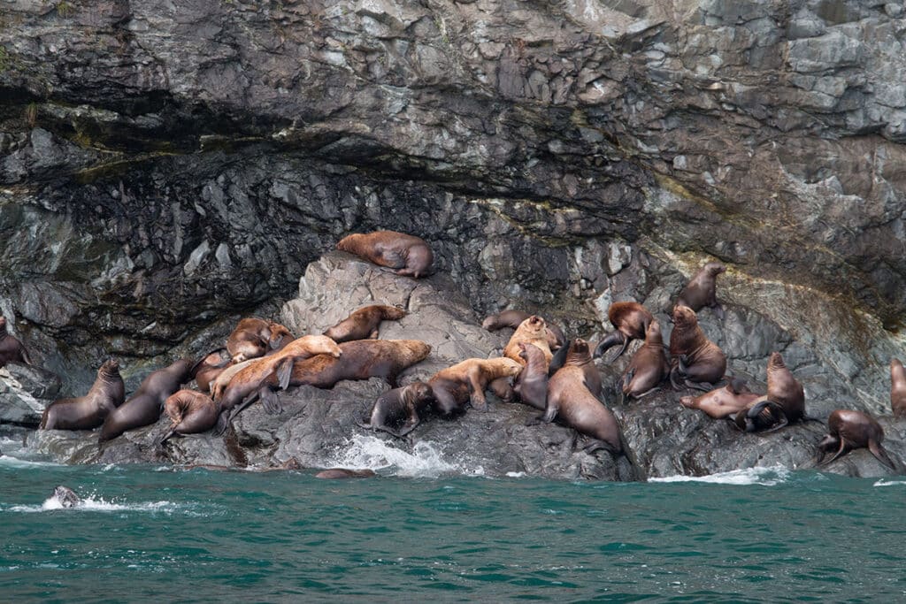 Sea lions laying on the rocks
