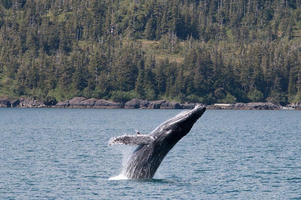 Humpback Whale Breaching
